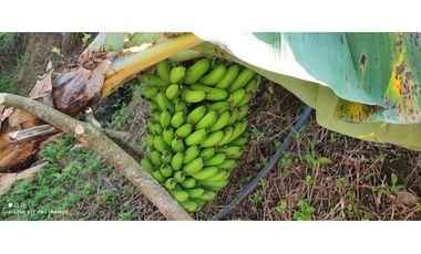 GRAN OPORTUNIDAD DE VIVIR RODEADO DE CAMPO EN COPACABANA