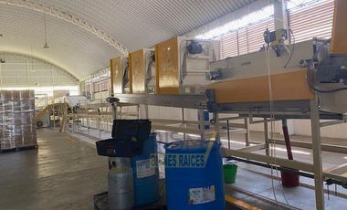 EMPACADORA EN VENTA EN ÁLAMO SOBRE CARRETERA FEDERAL