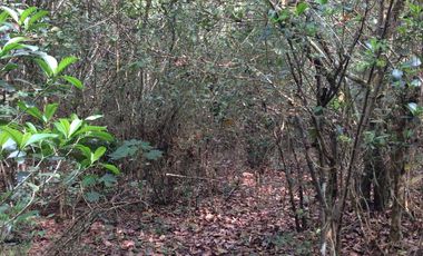 RANCHO EN VENTA EN TAMIAHUA, VERACRUZ