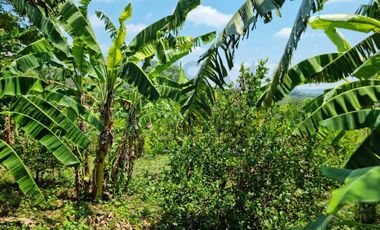 RANCHO CON TODAS LAS INSTALACIONES DE UNA  EMPACADORA DE LIMÓN.