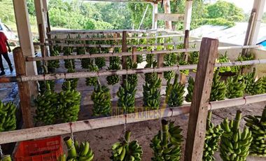 RANCHO CON TODAS LAS INSTALACIONES DE UNA  EMPACADORA DE LIMÓN.
