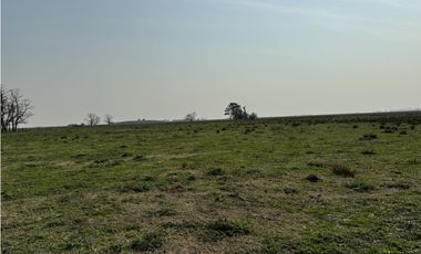 Campo en venta en Ranchos. 215 Has. mixto