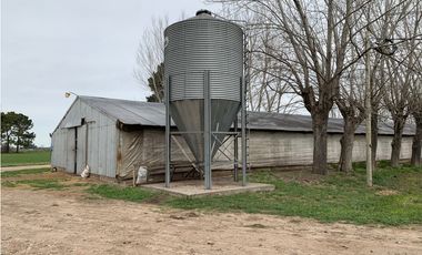 Granja Avícola en Carlos Keen-Luján. 9 galpones Automáticos en 13 Has.