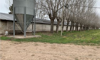 Granja Avícola en Carlos Keen-Luján. 9 galpones Automáticos en 13 Has.