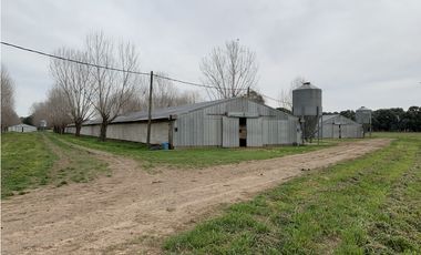 Granja Avícola en Carlos Keen-Luján. 9 galpones Automáticos en 13 Has.