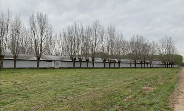 Granja Avícola en Carlos Keen-Luján. 9 galpones Automáticos en 13 Has.