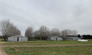 Granja Avícola en Carlos Keen-Luján. 9 galpones Automáticos en 13 Has.