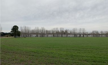 Granja Avícola en Carlos Keen-Luján. 9 galpones Automáticos en 13 Has.