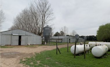 Granja Avícola en Carlos Keen-Luján. 9 galpones Automáticos en 13 Has.