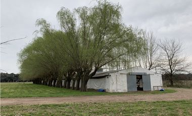 Granja Avícola en Carlos Keen-Luján. 9 galpones Automáticos en 13 Has.