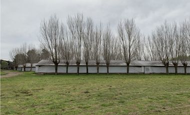 Granja Avícola en Carlos Keen-Luján. 9 galpones Automáticos en 13 Has.