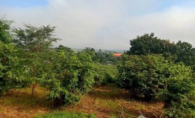 Land for sale in Sai Khao, Chiang Rai