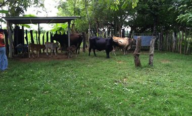VENTA DE FINCA EN HERRERA, SECTOR OCU A ORILLA DE CARRETERA