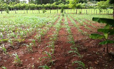 VENTA DE FINCA EN HERRERA, SECTOR OCU A ORILLA DE CARRETERA