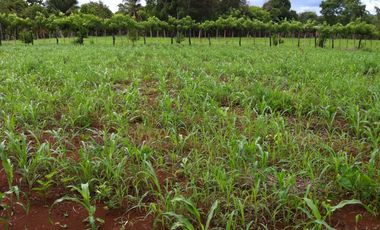 VENTA DE FINCA EN HERRERA, SECTOR OCU A ORILLA DE CARRETERA