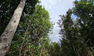 Parcela en Venta en Lomas del Maullín