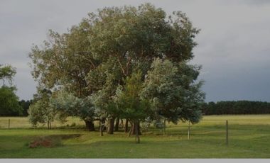 VENDO DOS CASAS CON GRAN PREDIO