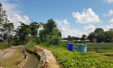 Land for sale in Pa Phai, Chiang Mai