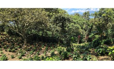 LOTE EN FREDONIA (MARSELLA)