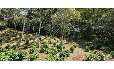 LOTE EN FREDONIA (MARSELLA)