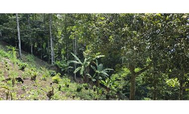 LOTE EN FREDONIA (MARSELLA)