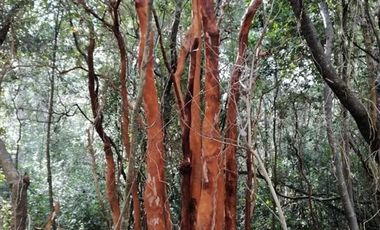 Parcela en Venta en Pelluhue