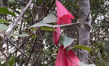 Parcela en Venta en Pelluhue