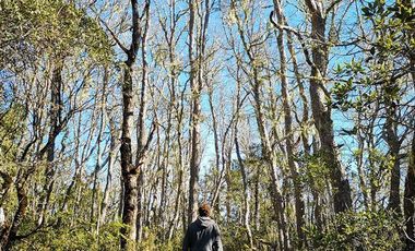 Parcela en Venta en Pelluhue