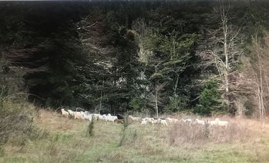 Agrícola en Venta en Lago Colico