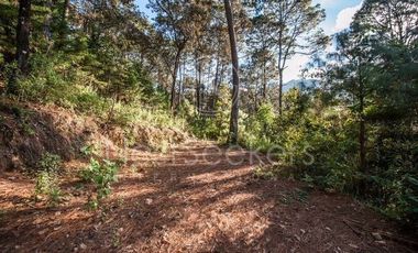 Casa en renta en el bosque