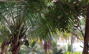 Laguna de Bacalar  CASA EN VENTA