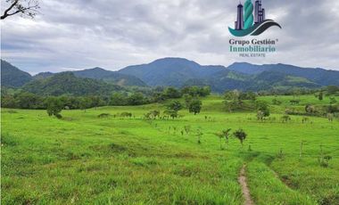 VENDO FINCA DE 95 HECTAREAS CON 1290M.S.N.M. GANADERA/CAFE/TURISMO