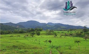 VENDO FINCA DE 95 HECTAREAS CON 1290M.S.N.M. GANADERA/CAFE/TURISMO