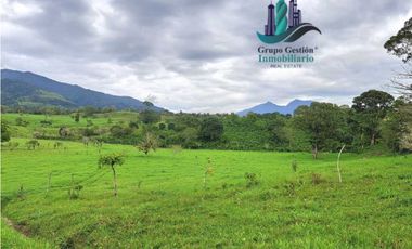 VENDO FINCA DE 95 HECTAREAS CON 1290M.S.N.M. GANADERA/CAFE/TURISMO