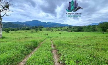 VENDO FINCA DE 95 HECTAREAS CON 1290M.S.N.M. GANADERA/CAFE/TURISMO