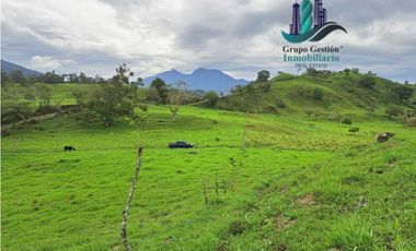 VENDO FINCA DE 95 HECTAREAS CON 1290M.S.N.M. GANADERA/CAFE/TURISMO