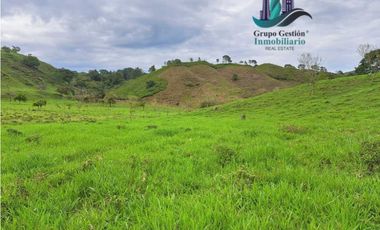 VENDO FINCA DE 95 HECTAREAS CON 1290M.S.N.M. GANADERA/CAFE/TURISMO