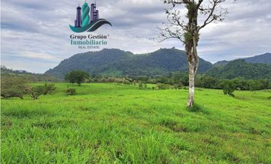 VENDO FINCA DE 95 HECTAREAS CON 1290M.S.N.M. GANADERA/CAFE/TURISMO