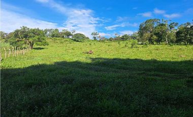 VENDO FINCA DE 21 HECTAREAS POTRERILLOS