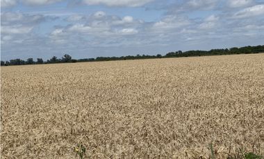 Campo en venta en Ranchos. 137 Has. AGRICOLAS