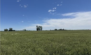 Campo en venta en Ranchos. 137 Has. AGRICOLAS