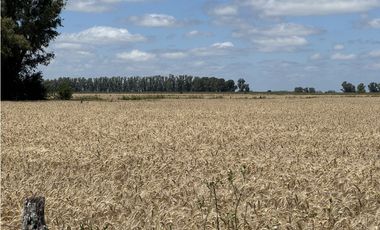 Campo en venta en Ranchos. 137 Has. AGRICOLAS