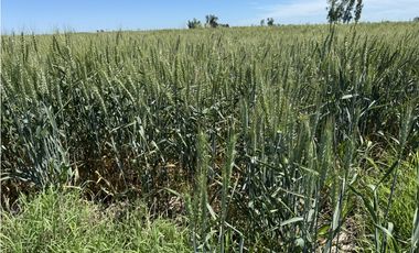 Campo en venta en Ranchos. 137 Has. AGRICOLAS