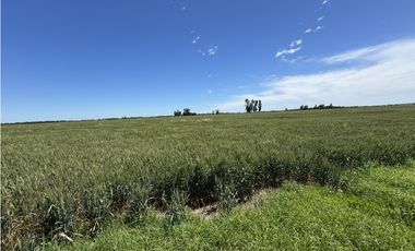 Campo en venta en Ranchos. 137 Has. AGRICOLAS