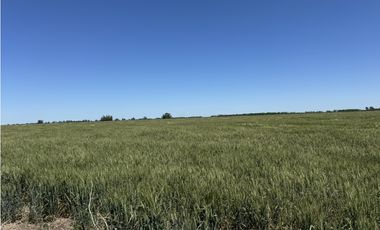 Campo en venta en Ranchos. 137 Has. AGRICOLAS