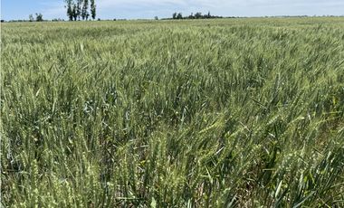 Campo en venta en Ranchos. 137 Has. AGRICOLAS