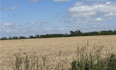 Campo en venta en Ranchos. 137 Has. AGRICOLAS