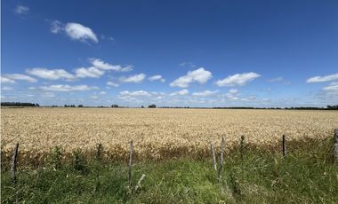Campo en venta en Ranchos. 137 Has. AGRICOLAS
