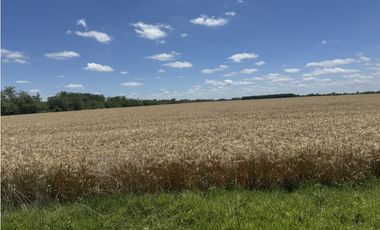 Campo en venta en Ranchos. 137 Has. AGRICOLAS