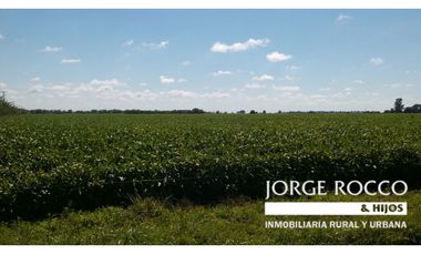 Campo en venta en Ranchos. 137 Has. AGRICOLAS